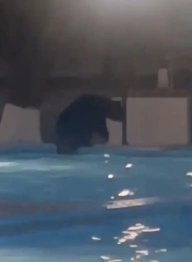 Oso sorprende a personas que nadaban en alberca de Monterrey, Nuevo León. Foto: Especial