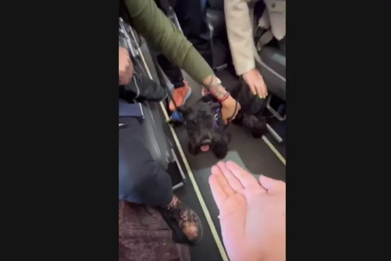Bajan de vuelo a pasajera con su perrito (TikTok)
