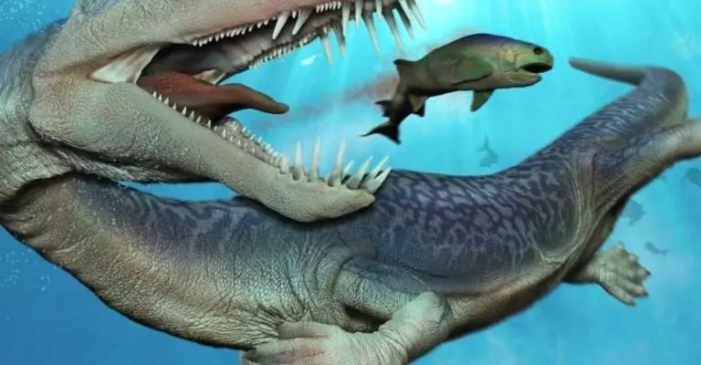Hallazgo histórico: huellas de notosaurio en España Créditos: Mundo Prehistórico