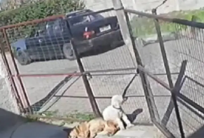 El presunto delincuente, luego de ser detenido por el joven, fue amarrado a un veh&iacute;culo y arrastrado por varias calles antes de llegar a un terreno bald&iacute;o.