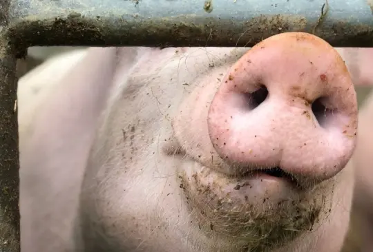 Realizan exitoso trasplante de riñones de cerdo a humano. Realizan exitoso trasplante de riñones de cerdo a humano.