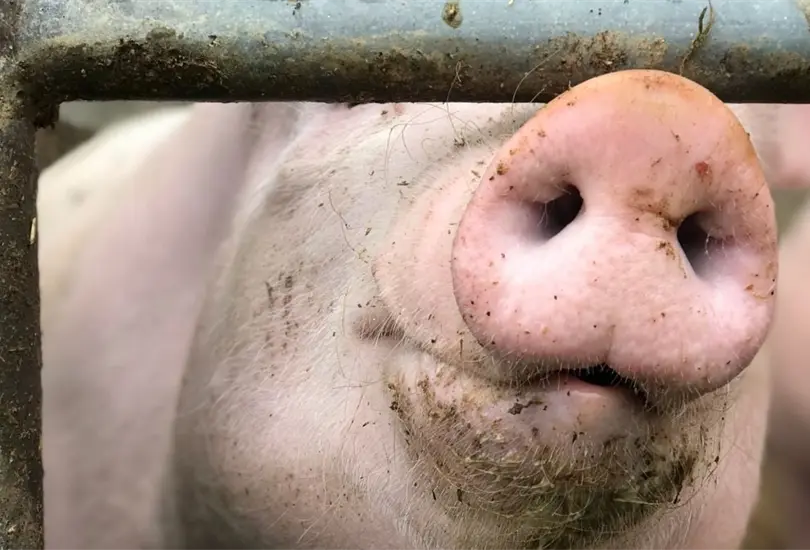 Realizan exitoso trasplante de ri&ntilde;ones de cerdo a humano. 