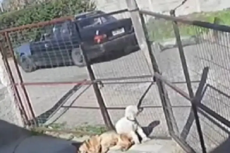 Hombre amarra a ladrón a su auto - Tomada de video