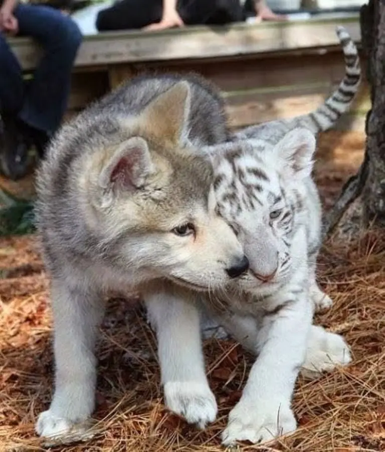 Reubican a tigres y lobos del zoológico Nuevo León a santuario de Sinaloa Créditos: Twitter
