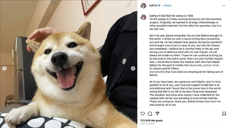 El famoso perrito de la raza Shiba Inu murió durante su última cirugía Créditos: Instagram