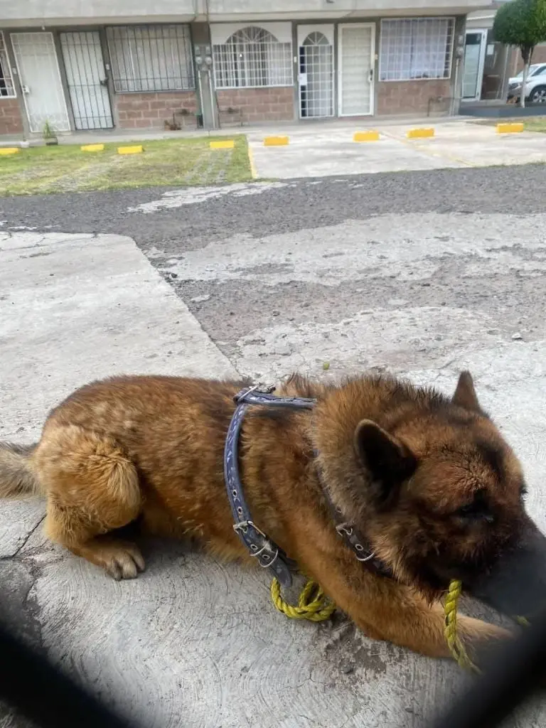 Kuko fue brutalmente golpeado por vecinos del fraccionamiento Aguiluchos en Edomex Créditos: Especial