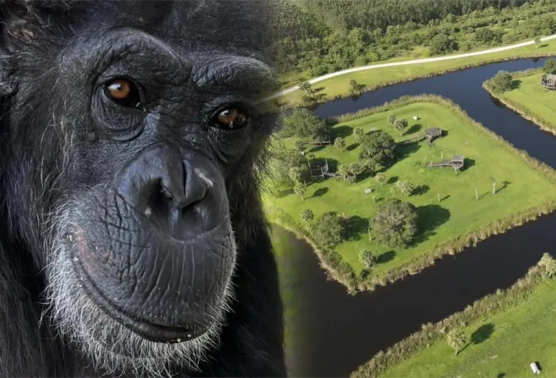 Tierna reacción de chimpancé al ser liberado después de años se hace viral Tierna reacción de chimpancé al ser liberado después de años se hace viral