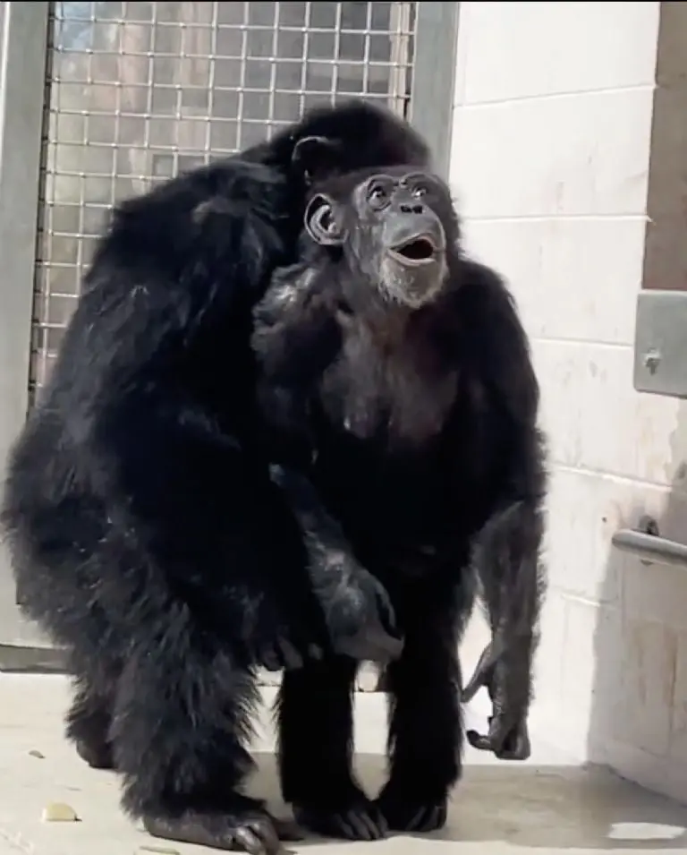 Tierna reacción de chimpancé al ser liberado después de años se hace viral Créditos: Save the Chimps