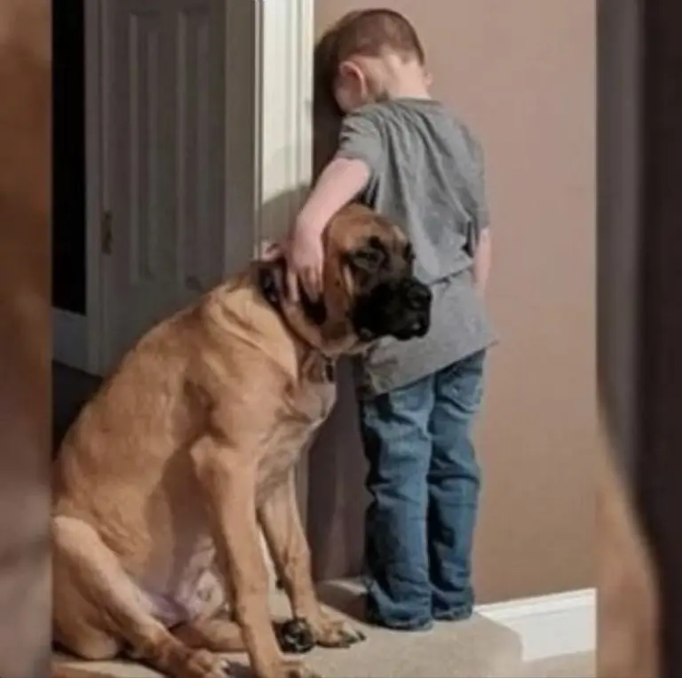 Mamá castiga a su hijo y su perro le hizo compañía de una peculiar manera Créditos: Facebook