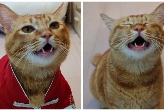 Gatito que canta se hace vira