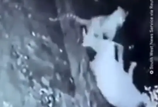 El animal salvaje atacó a la abuelita que descansaba El animal salvaje atacó a la abuelita que descansaba