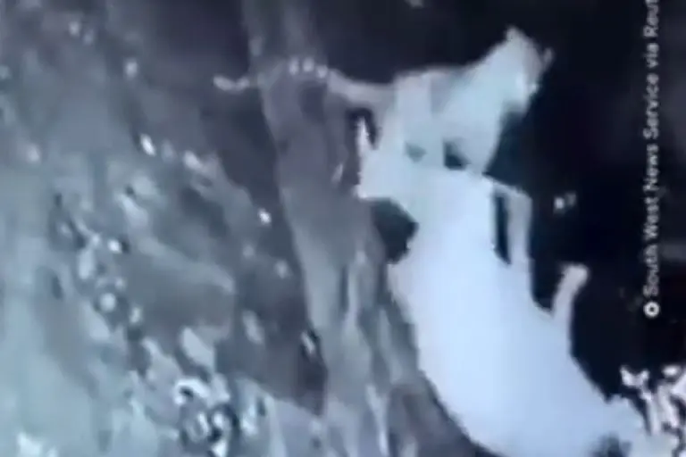 Jaguar ataca a abuela - Tomada de video