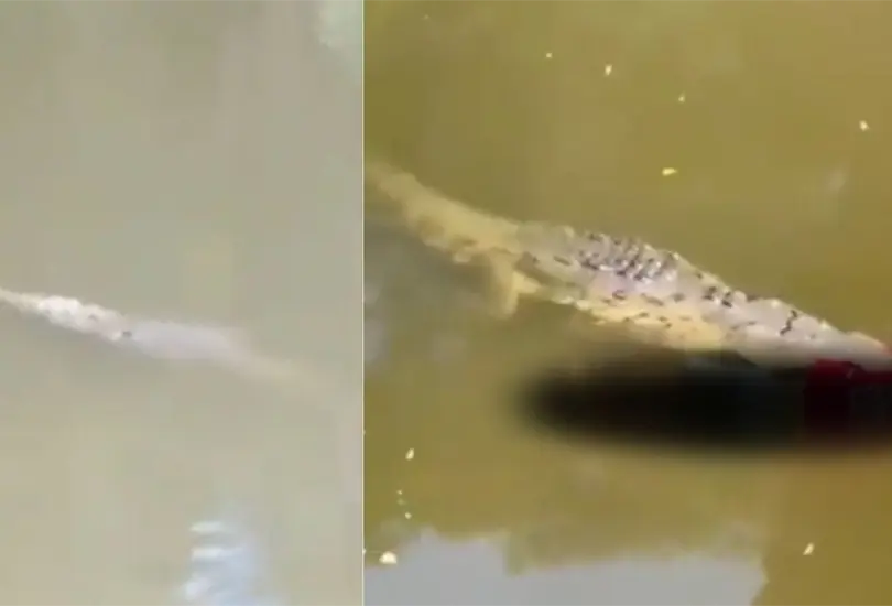 Cocodrilo ataca a futbolista que nadaba en río, las imágenes son aterradoras. Cocodrilo ataca a futbolista que nadaba en río, las imágenes son aterradoras.
