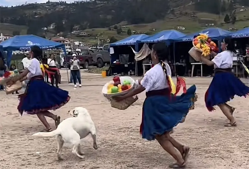 El perrito bailador que nadie se esperaba El perrito bailador que nadie se esperaba