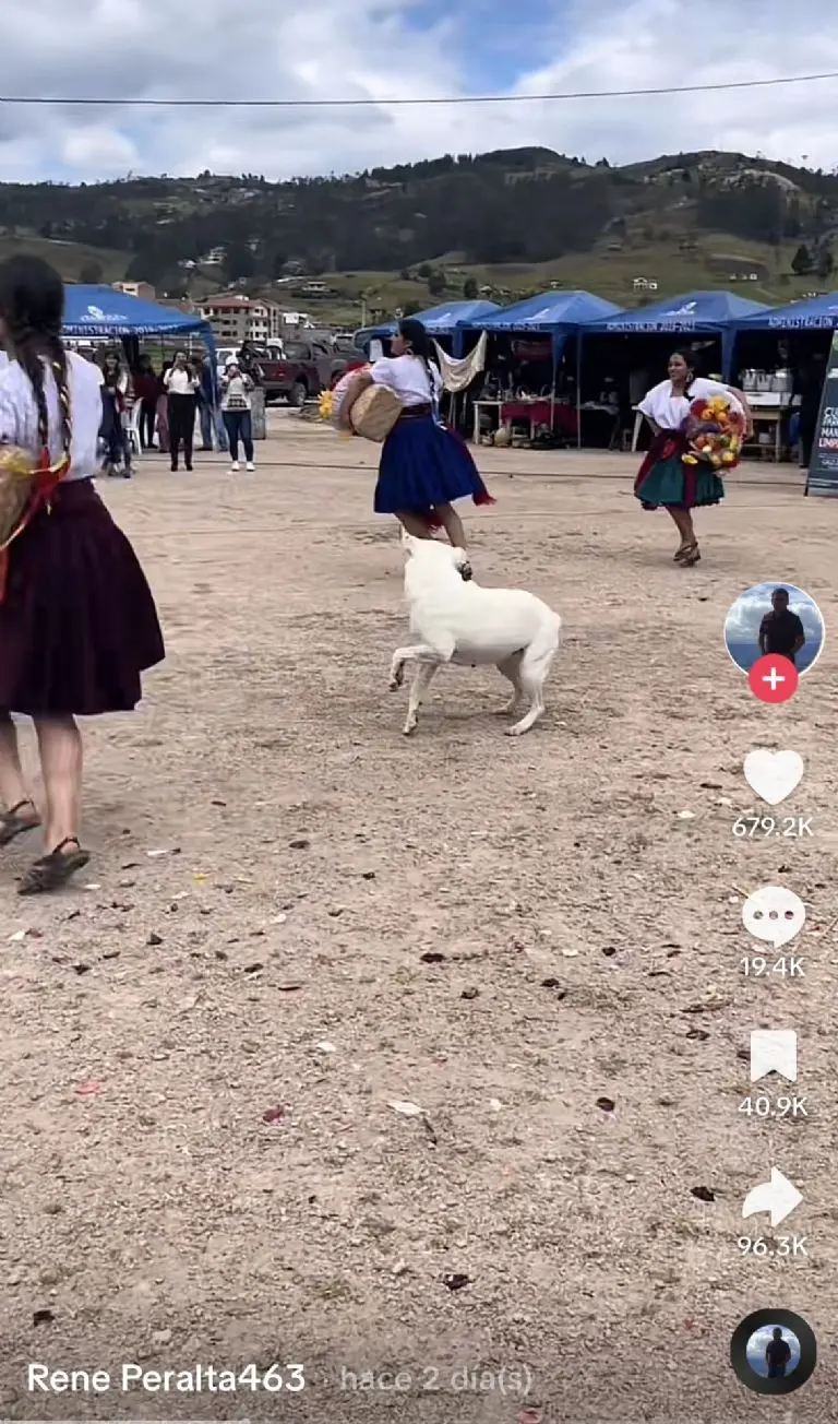 Firulais, el perrito que causa sensación en las fiestas por sus arriesgados pasos Créditos: Captura de video