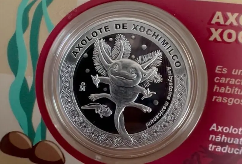 Moneda del Ajolote: ¿Cuánto cuesta y dónde comprarla? Moneda del Ajolote: ¿Cuánto cuesta y dónde comprarla?