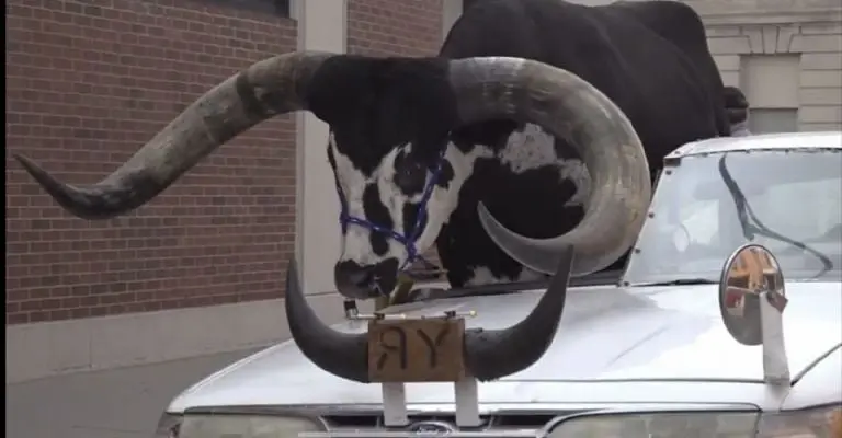 Hombre es captado transportando un toro gigante en su coche Créditos: Captura de video