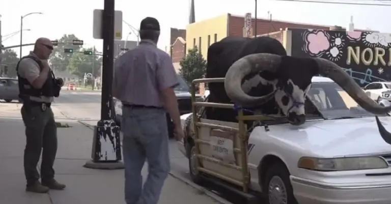 Hombre es captado transportando un toro gigante en su coche Créditos: Captura de video