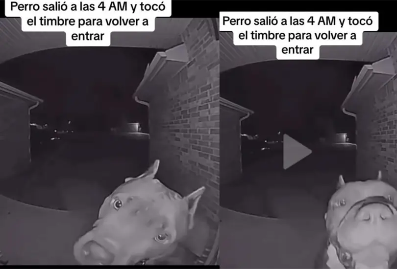 El perrito comenz&oacute; a tocar el timbre y a esperar pacientemente a que le abrieran