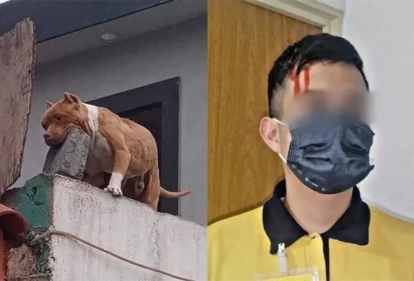 Perrito Pitbull avienta tabique a la cabeza de cobrador de Coppel y lo descalabra. 