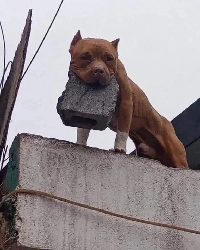 Perrito Pitbull avienta tabique a la cabeza de cobrador de Coppel y lo descalabra. Foto: Especial