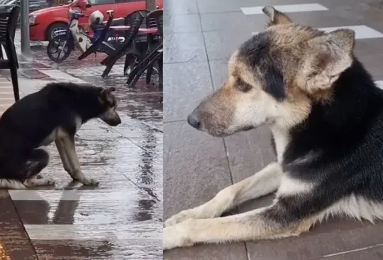 VIDEO: Mujer encuentra a su perra perdida 8 meses después gracias a Tik Tok. 