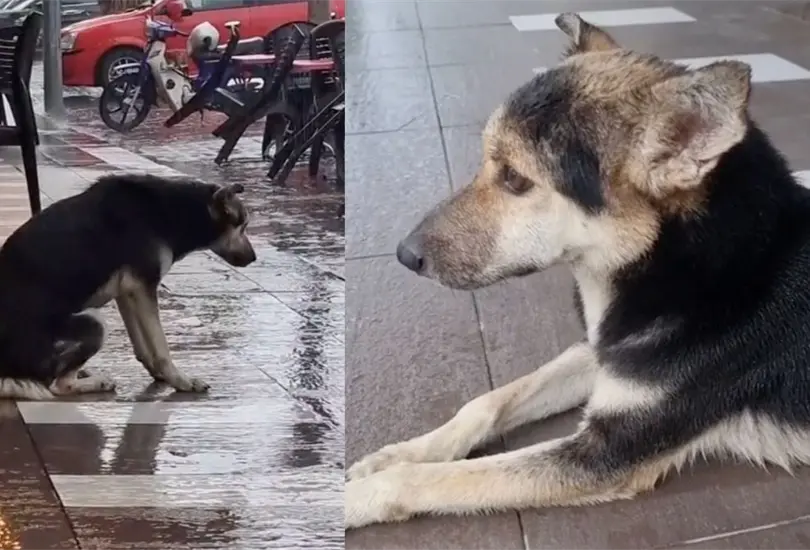 VIDEO: Mujer encuentra a su perra perdida 8 meses después gracias a Tik Tok. VIDEO: Mujer encuentra a su perra perdida 8 meses después gracias a Tik Tok.