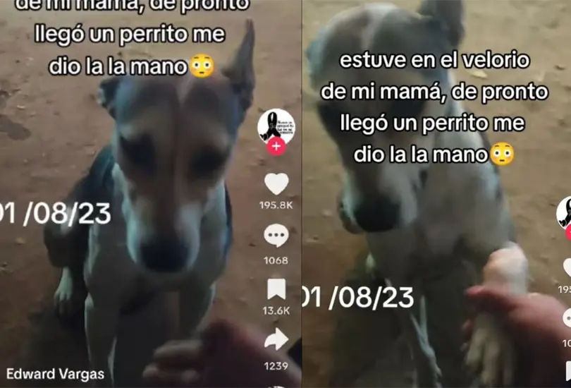 El vídeo fue compartido por edward_vargas o @edward_vargas02, quien fue el protagonista de este conmovedor suceso. El vídeo fue compartido por edward_vargas o @edward_vargas02, quien fue el protagonista de este conmovedor suceso.