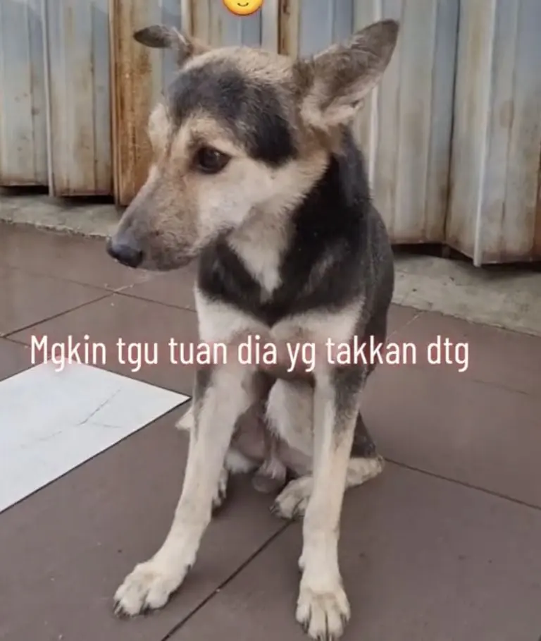 VIDEO: Mujer encuentra a su perra perdida 8 meses después gracias a Tik Tok. Foto: Tik Tok