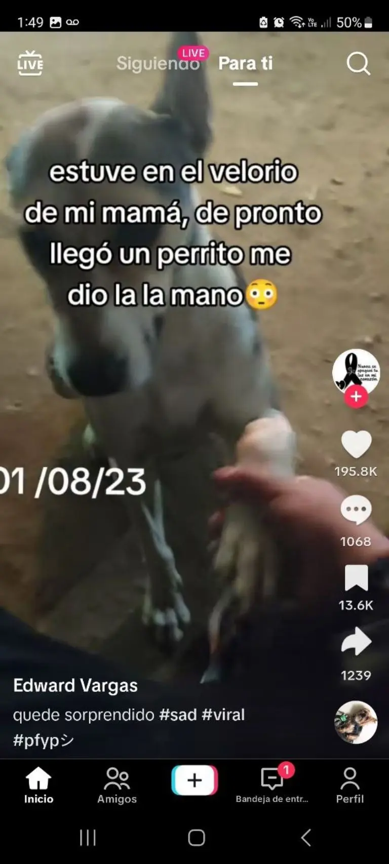 Perrito consuela a hombre en funeral - Tomada de video