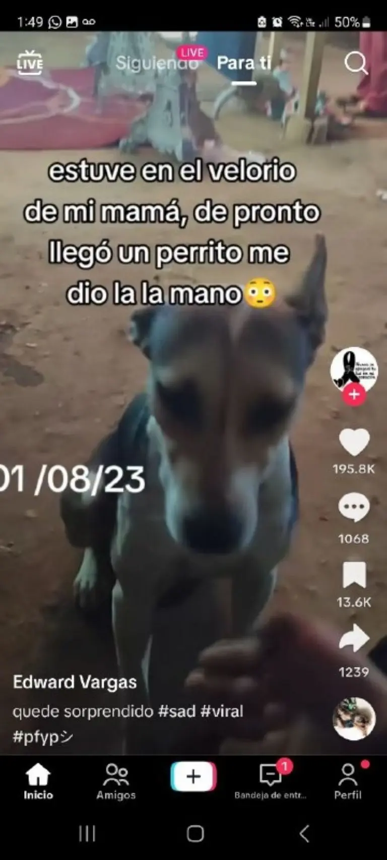 Perrito consuela a hombre en funeral - Tomada de video