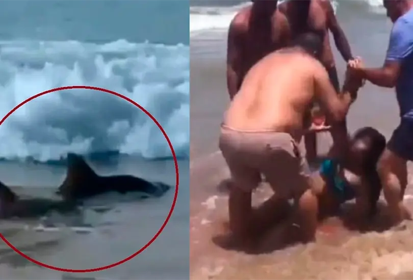 Tibur&oacute;n muerde a dos personas en playa de Brasil. 