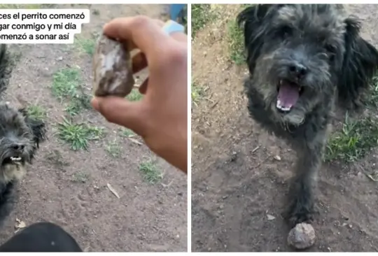 Perrito juega con una piedra