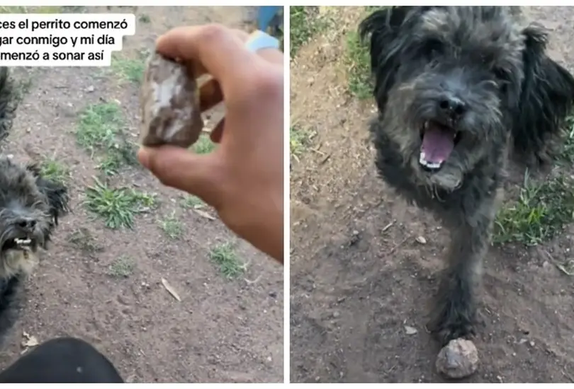 Perrito juega con una piedra Perrito juega con una piedra