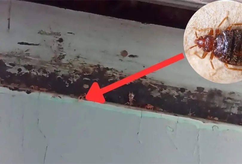 Plaga de chinches en L&iacute;nea A del Metro: &iquest;C&oacute;mo fumigar tu ropa y tu casa? 