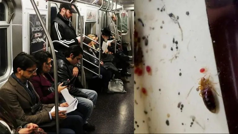 Plaga de chinches en Línea A del Metro: ¿Cómo fumigar tu ropa y tu casa? Foto: Especial