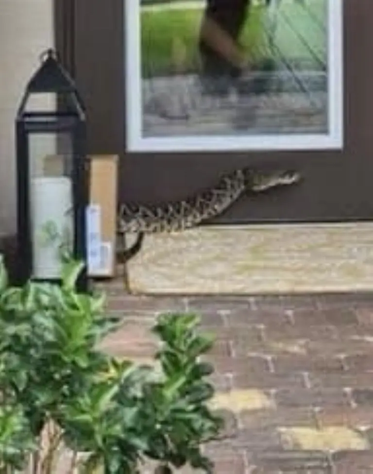 Serpiente muerde a repartidora - Tomada de video