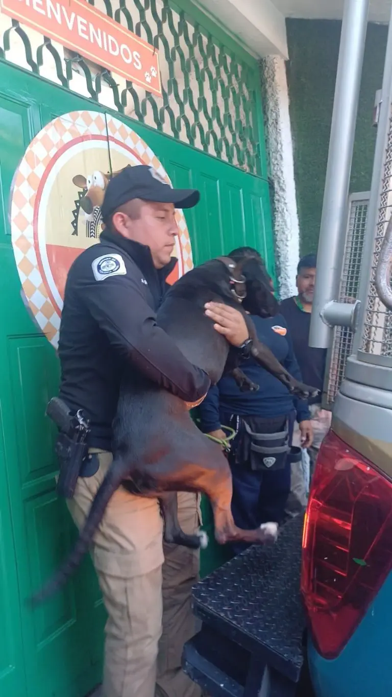Policías de la Brigada de Vigilancia Animal rescatan al perrito en Dog Time. Foto: SSC