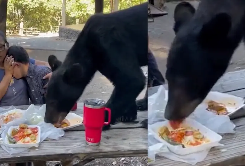 VIDEO: Oso negro interrumpe fiesta y se come toda la comida de una familia, en Nuevo Le&oacute;n. 