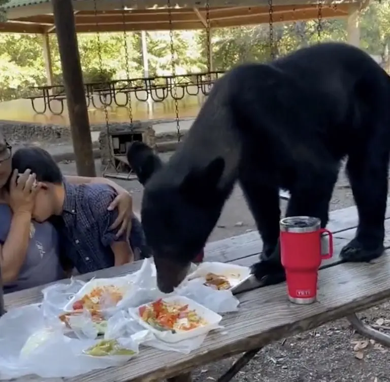 VIDEO: Oso negro interrumpe fiesta y se come toda la comida de una familia, en Nuevo León. Foto: Especial