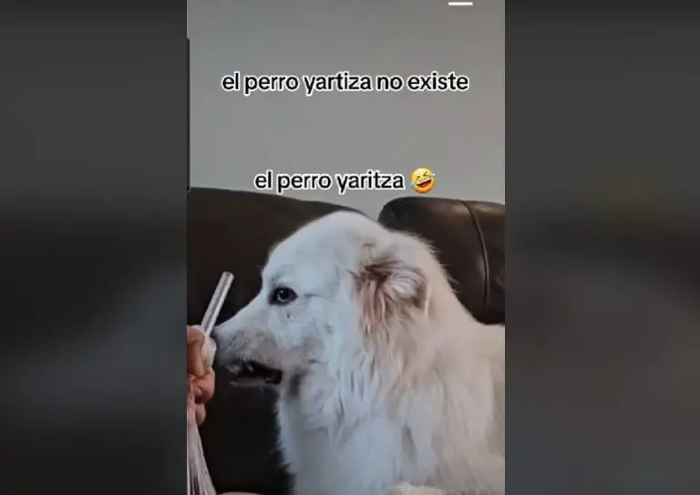 Perrito imita a Yahritza (TikTok)