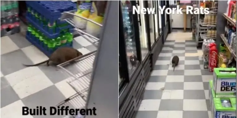 Rata gigante paseando en supermercado de Nueva York se viraliza. Rata gigante paseando en supermercado de Nueva York se viraliza.