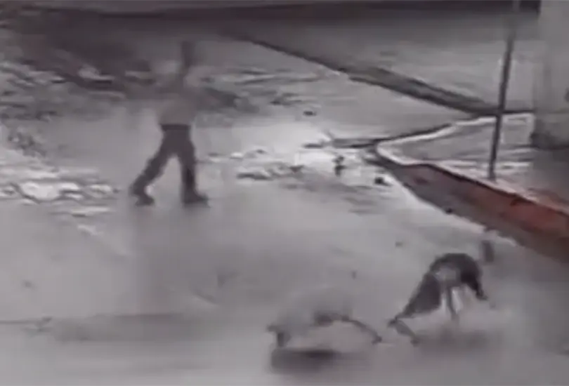 Captan a hombre disparando contra cuatro perritos en Puebla y genera indignación. Captan a hombre disparando contra cuatro perritos en Puebla y genera indignación.
