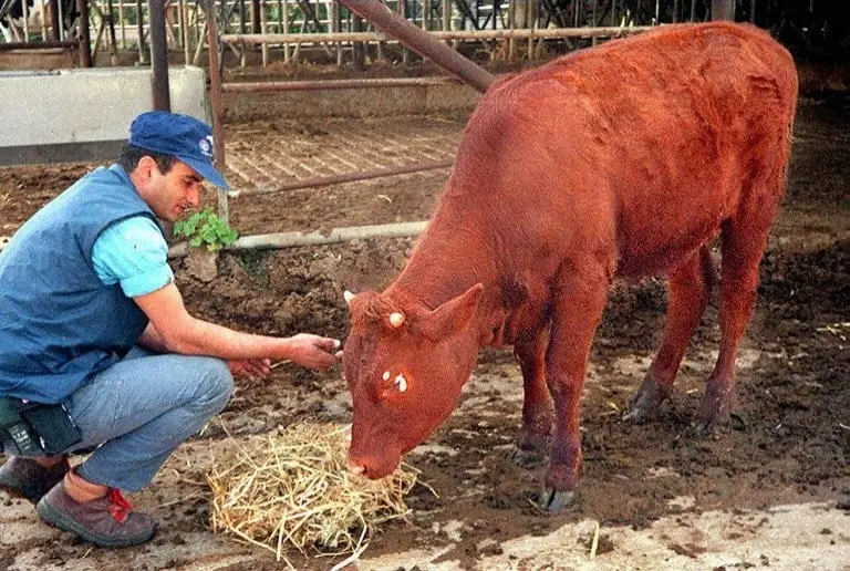 Nace Vaca Roja en Israel: &iquest;Qu&eacute; dice la profec&iacute;a y por qu&eacute; debemos preocuparnos? 