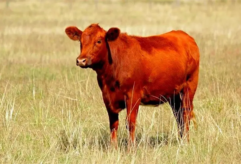 Profec&iacute;a de la Vaca Roja: &iquest;Qu&eacute; dice y por qu&eacute; debemos preocuparnos? 