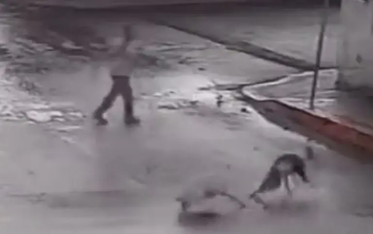 Captan a hombre disparando contra cuatro perritos en Puebla y genera indignación. Foto: Especial