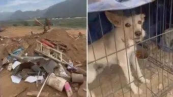 M&aacute;quinas de construcci&oacute;n aplastan refugio con perros y gatos en Baja California. 