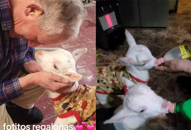 Una padre de familia se hizo viral en redes sociales luego de que hija mostrar c&oacute;mo en lugar de ir a comprar a la feria los tomates que le encarg&oacute; su mam&aacute; para la comida,  termin&oacute; regresando con dos chivos que adopt&oacute; como mascotas