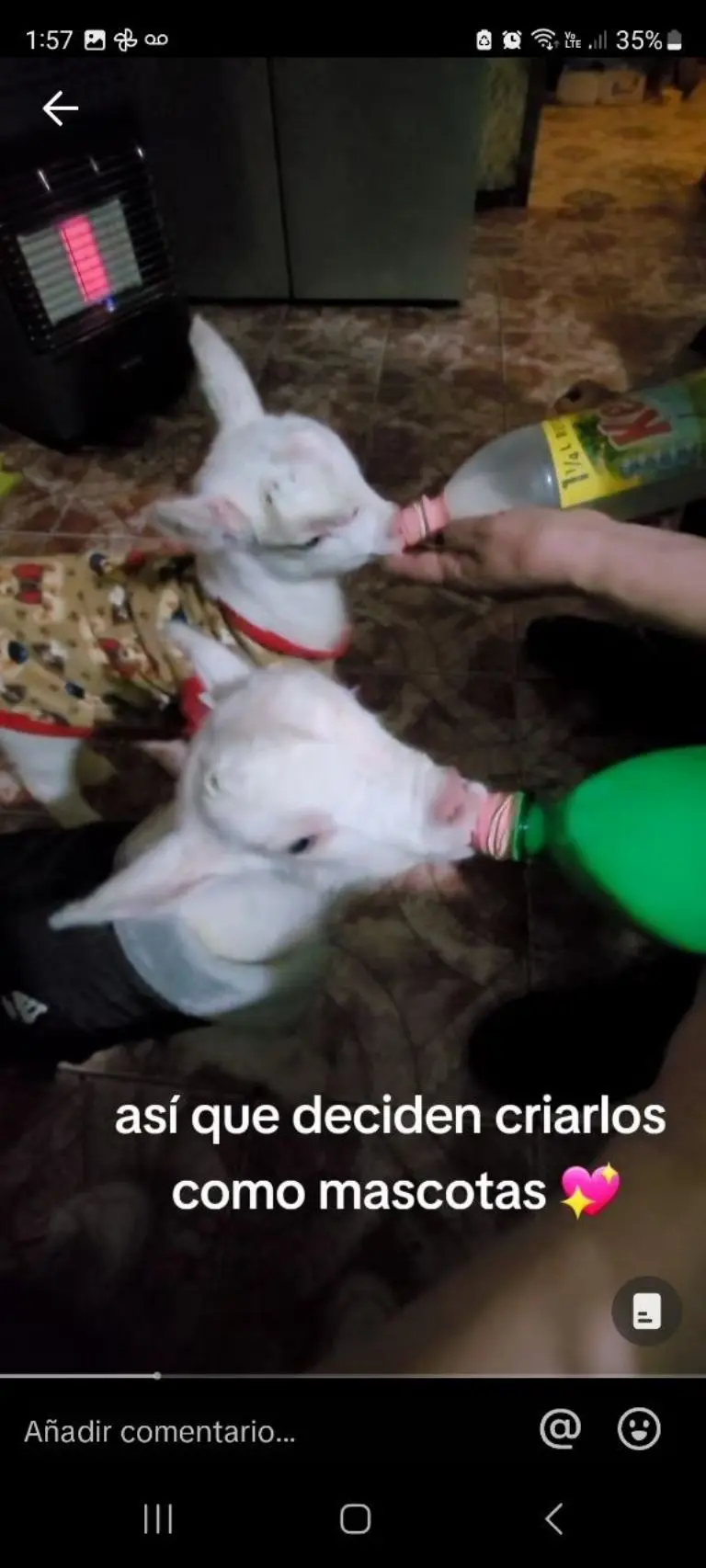Papá se hace viral por adoptar a dos chivos como mascotas - Tomada de video