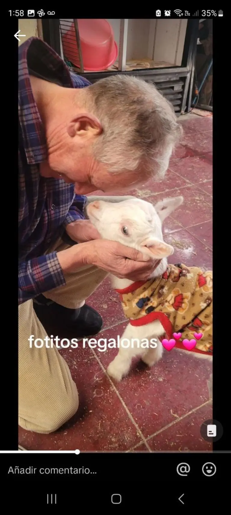 Papá se hace viral por adoptar a dos chivos como mascotas - Tomada de video